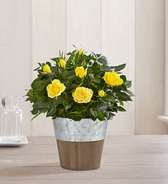 Charming Yellow Rose Flower Bouquet