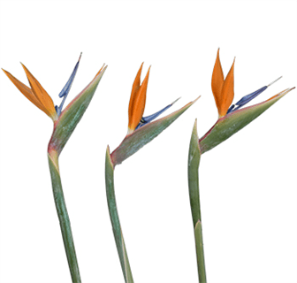 Loose Stem Birds Of Paradise