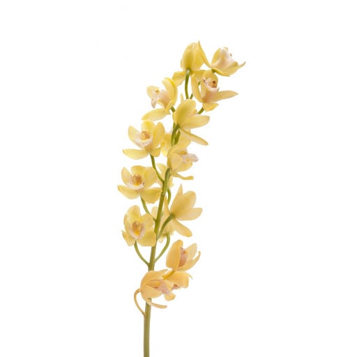 Loose Stem Cymbidium Orchid