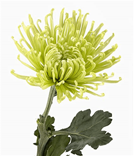 Loose Stem Green Spider Mum