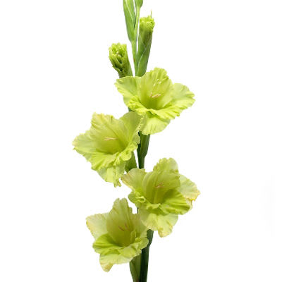 Loose Stem Green Gladiolus