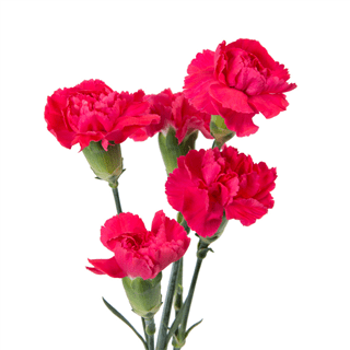 Loose Stem Hot Pink Mini Carnation
