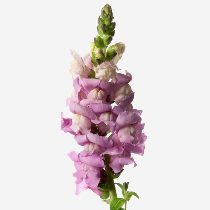 Loose Stem Lavender Snapdragon
