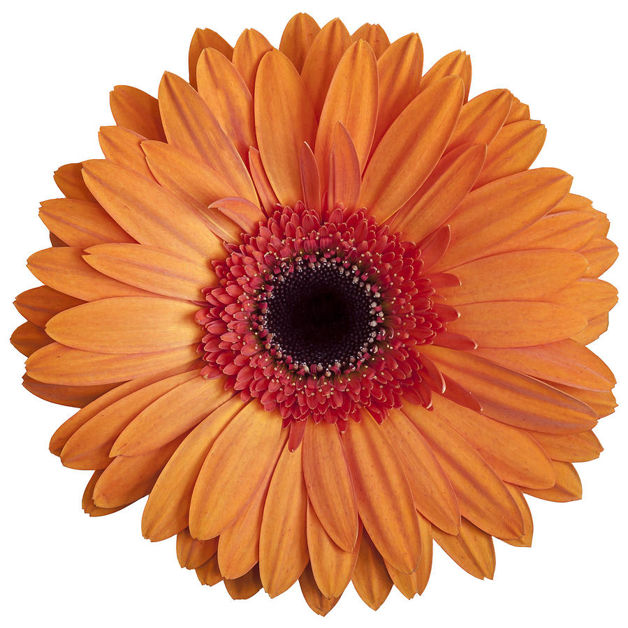 Loose Stem Orange Gerbera