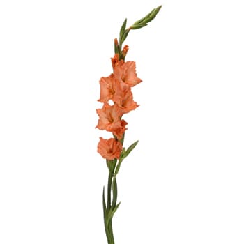Loose Stem Orange Gladiolus