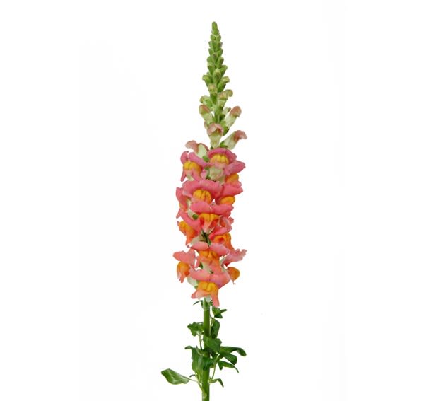 Loose Stem Orange Snapdragon