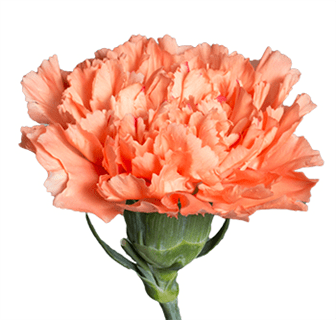 Loose Stem Orange Carnation