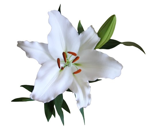 Loose Stem White Oriental Lily