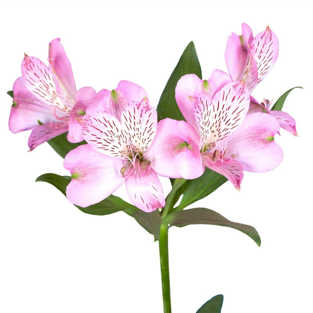 Loose Stem Pink Alstromeria