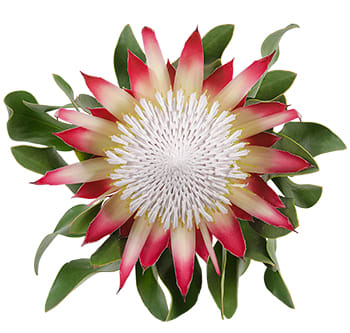 Loose Stem Protea