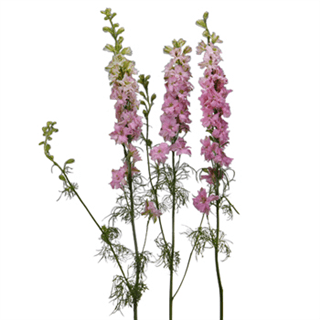 Loose Stem Pink Larkspur