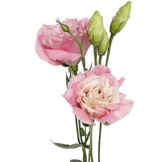 Loose Stem Pink Lisianthus