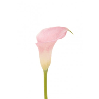 Loose Stem Pink Mini Calla