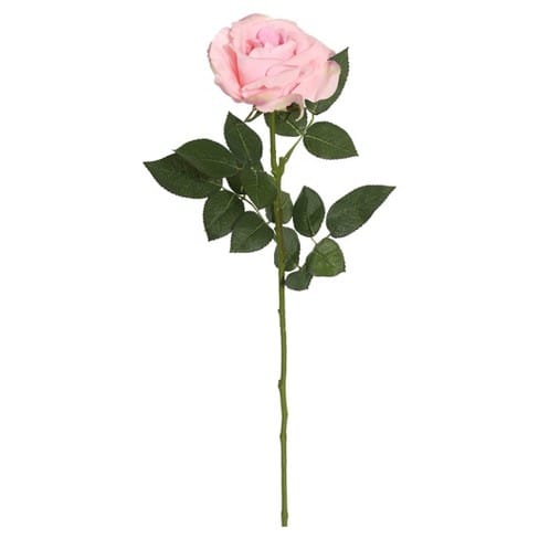Loose Stem Pink Rose