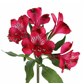 Loose Stem Red Alstromeria