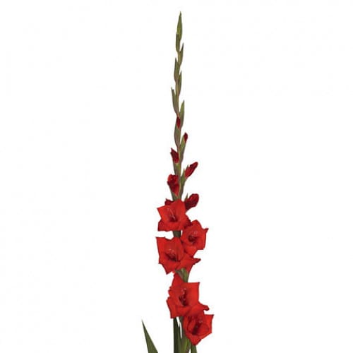 Loose Stem Red Gladiolus