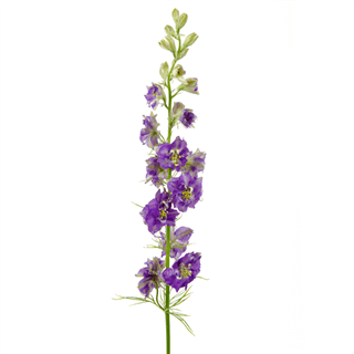 Loose Stem Purple Larkspur