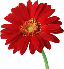 Loose Stem Red Gerbera