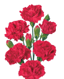 Loose Stem Red Mini Carnation