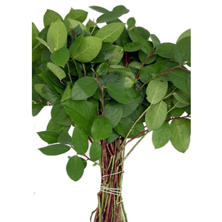 Loose Stem Salal