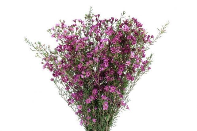 Loose Stem Waxflower