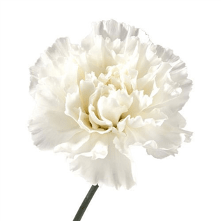 Loose Stem White Carnation