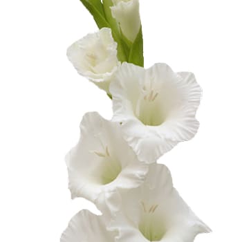Loose Stem White Gladiolus