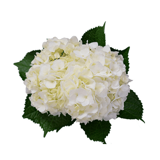 Loose Stem White Hydrangea
