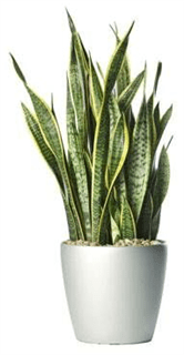 Snake Plant