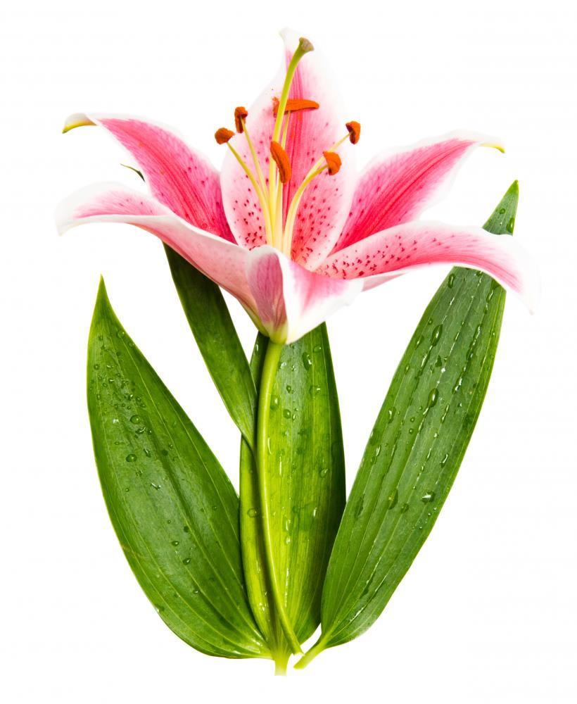 Loose Stem Stargazer Lily