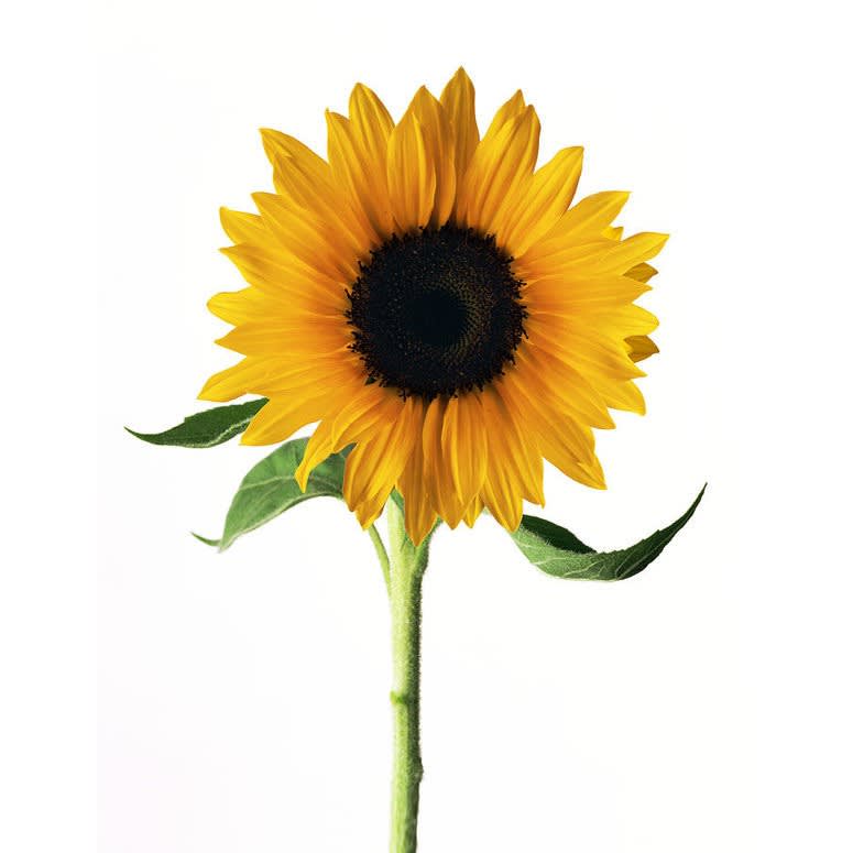 Loose Stem Sunflower