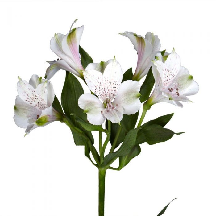 Loose Stem White Alstromeria