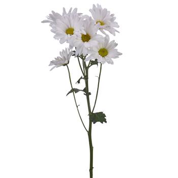 Loose Stem White Daisy