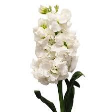 Loose Stem White Stock