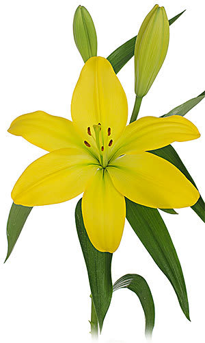 Loose Stem Yellow Asiatic Lily