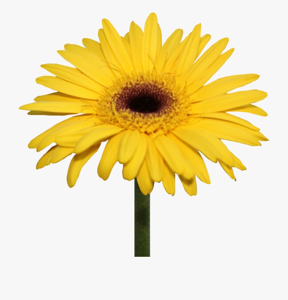 Loose Stem Yellow Gerbera