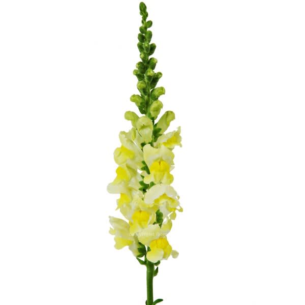 Loose Stem Yellow Snapdragon