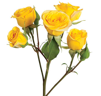 Loose Stem Yellow Spray Rose