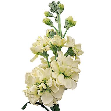 Loose Stem Yellow Stock