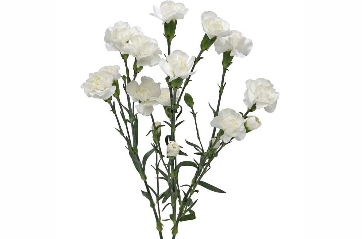 Loose Stem White Mini Carnation