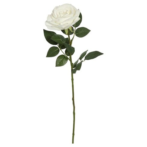 Loose Stem White Rose