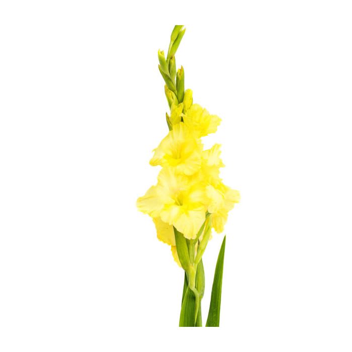 Loose Stem Yellow Gladiolus