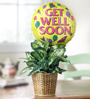 Get Well Green Plant -with Get well Balloon Flower Bouquet