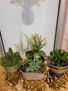 (1) Succulent Garden -Assorted mix & container will vary