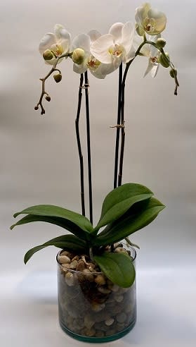 Phalaenopsis Orchid Plant