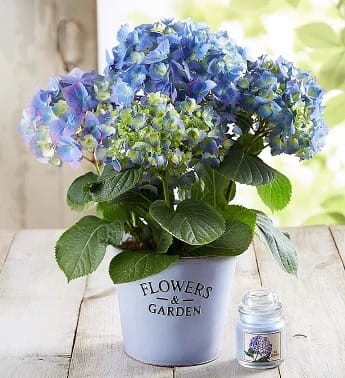Garden Hydrangea
