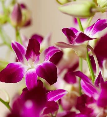 Exotic Breeze Orchids
