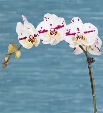 Summer Bliss Orchid
