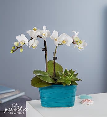 Beachside Bliss Orchid & Succulent Garden
 Flower Bouquet