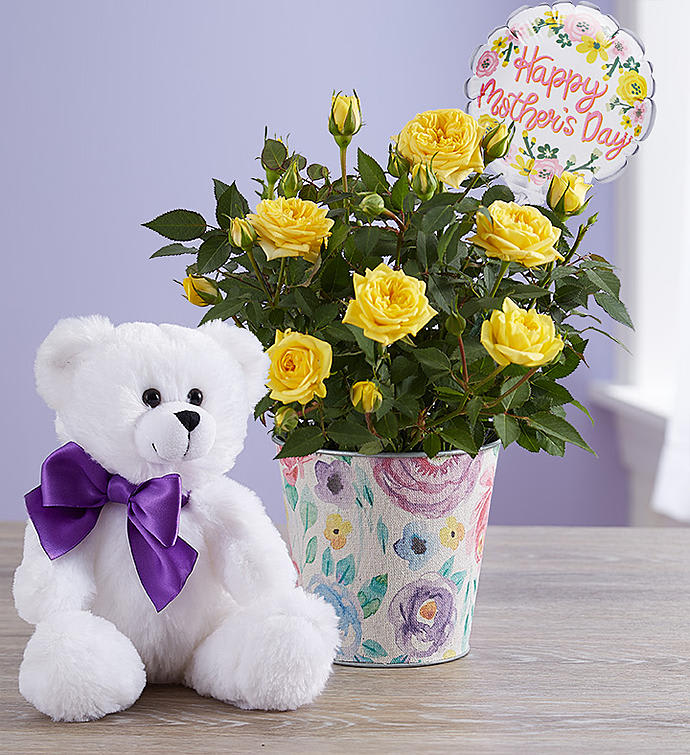 Mother’s Day Rose Plant
